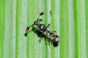 Klunkung: Stalk-eyed Fly on leaf - Klungkung, Bali, Indonesia