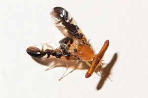 Eyed: Stalk-eyed Fruit Fly
