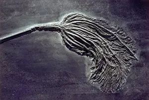 Echinoderms: Stalked crinoid fossil