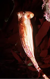 Squirt: STALKED TUNICATE SEA SQUIRT