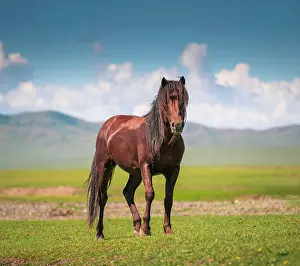 Orkhon: Stallion (Equus ferus caballus) Pose, Arkhangai