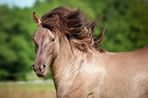 Konik: Stallion, Konik or Polish wild horse, portrait