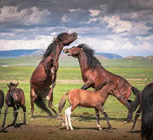 Orkhon: Stallions (Equus) fighting, Arkhangai Province