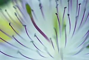 Stamens: Stamens