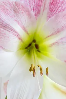 Stamens: Stamens of an Amaryllis flower
