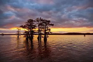 Idyllic: Stand of bald cypress trees, silhouetted at sunrise, Caddo