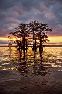 Idyllic: Stand of bald cypress trees, silhouetted at sunrise, Caddo
