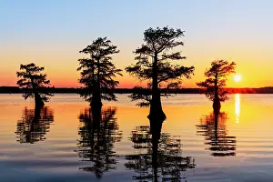 Idyllic: Stand of bald cypress trees, silhouetted at sunrise, Caddo