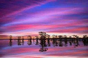 Idyllic: Stand of bald cypress trees, silhouetted at sunrise, Caddo