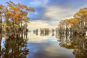 Idyllic: Stand of bald cypress trees, silhouetted at sunrise, Caddo
