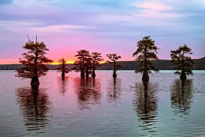 Idyllic: Stand of bald cypress trees, silhouetted at sunrise, Caddo