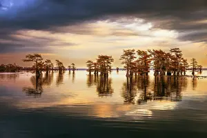 Idyllic: Stand of bald cypress trees, silhouetted at sunrise, Caddo