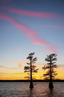 Idyllic: Stand of bald cypress trees, silhouetted at sunset, Caddo