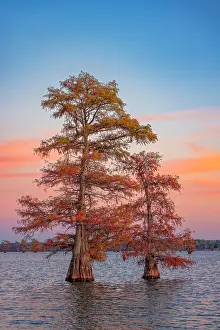 Idyllic: Stand of bald cypress trees at sunset, Caddo Lake, Texas
