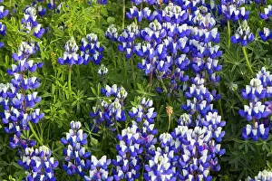 Simeon: Stand of lupine wildflowers at Big Sur