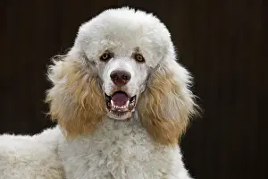 Standard: Standard poodle (Canis lupus familiaris) close up