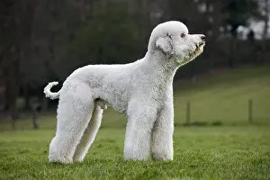 Standard: Standard poodle (Canis lupus familiaris) in garden