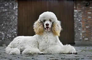 Standard: Standard poodle (Canis lupus familiaris) lying down