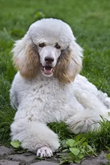 Standard: Standard poodle (Canis lupus familiaris) lying in garden