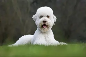 Standard: Standard poodle (Canis lupus familiaris) lying in garden