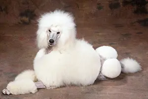 Utility: Standard Poodle DOG