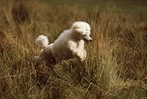 Standard: Standard Poodle DOG - jumping through long grass