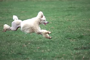 Utility: Standard Poodle DOG - running