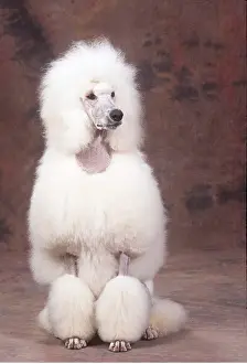Utility: Standard Poodle DOG - sitting
