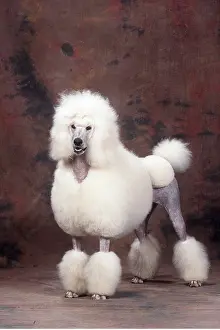 Docked: Standard Poodle DOG - standing, clipped