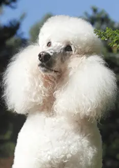 Standard: Standard poodle, female, 11 years old, portrait