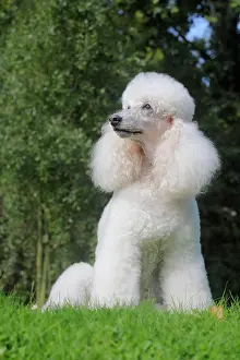 Standard: Standard poodle, female, 11 years old, sitting in