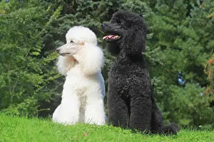 Standard: Standard Poodle, white and black, sitting side by