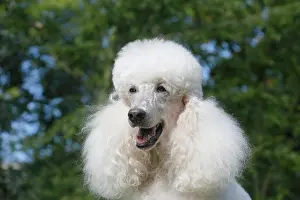 Standard: Standard poodle, white, portrait, Germany, Europe