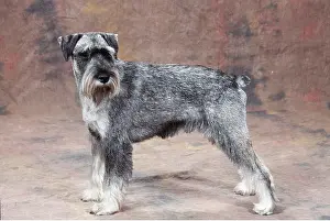 Docked: STANDARD SCHNAUZER DOG