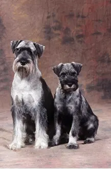 Utility: STANDARD SCHNAUZER DOG - adult with puppy