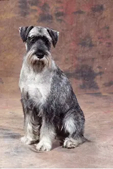 Utility: STANDARD SCHNAUZER DOG - sitting