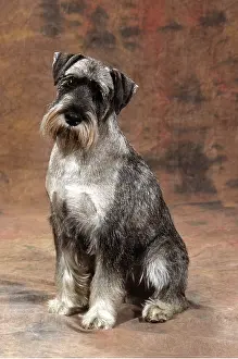Utility: STANDARD SCHNAUZER DOG - studio shot