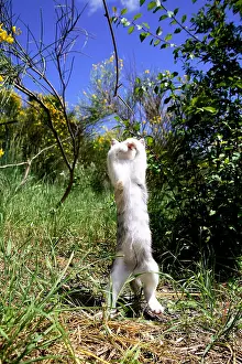 Balanced: Standing Kitten playing with a branch
