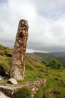 Erected: Standing (re-erected) trees in the Petrified Forest