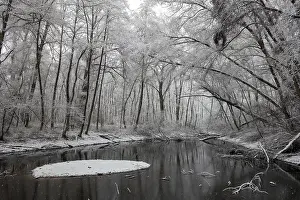 Heavy: Standing water in riparian forest in winter