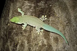 Phelsuma: Standing's Day Gecko