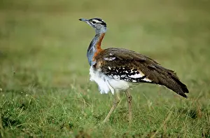 Stanley: Stanley's / Denham's BUSTARD