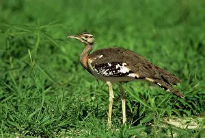 Stanley: Stanley's / Denham's Bustard