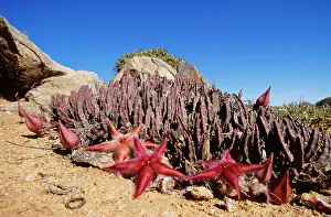 Ingrid Van Den Berg: Stapelia gariepensis / Carrion - in flower