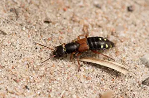 Melby: Staphylinus erythropterus. Melby Overdrev, Denmark
