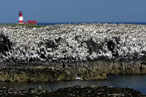 Staple: Staple Island - showing seabird colony and lighthouse