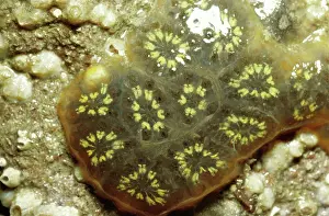 Squirts: Star Ascidian SEA SQUIRTS