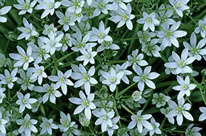 Bethlehem: Star of Bethlehem