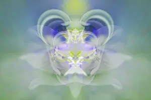 Iris: Star of Bethlehem