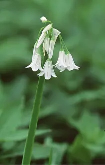 David C Dixon: STAR OF BETHLEHEM - drooping
